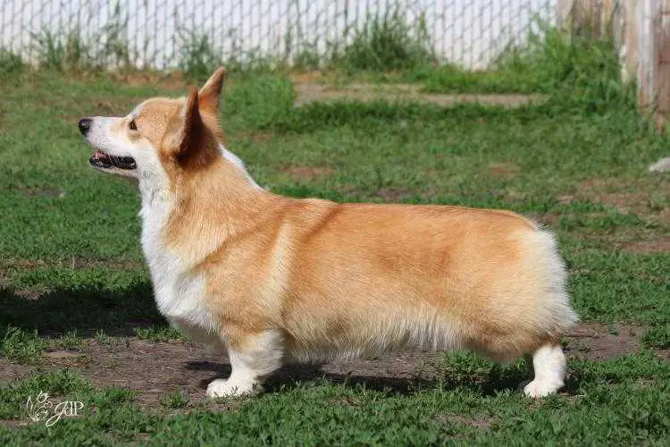 curig corgis
