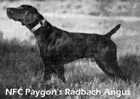 PAYGON RADBACH ANGUS
