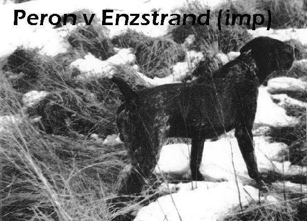 PERON V ENZSTRAND (IMP)
