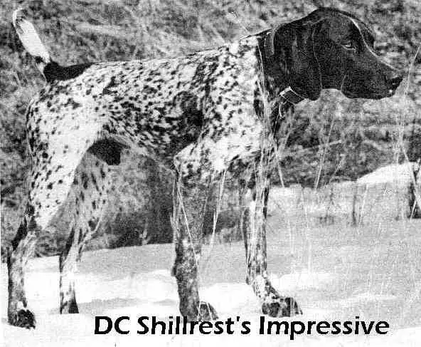 SHILLREST'S IMPRESSIVE
