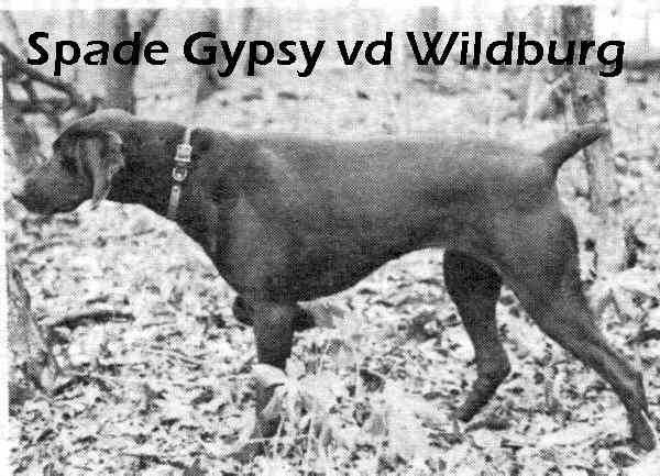 SPADE GYPSY VD WILDBURG