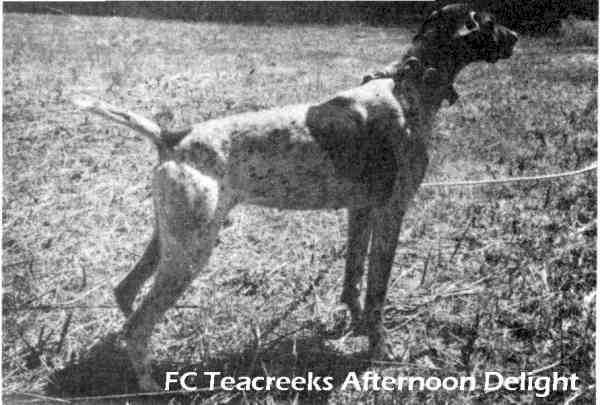 TEECREEK'S AFTERNOON DELIGHT