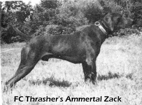 TRASHER'S AMMERTAL ZACK