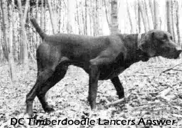 TIMBERDOODLE LANCERS ANSWER