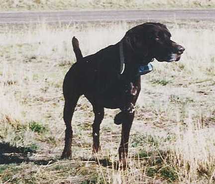 RAMMER'S GRAND CODY