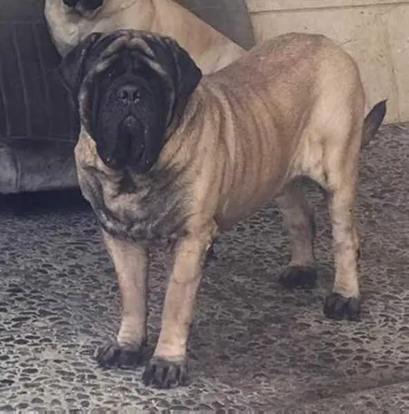 BAMBAM (ORDOÑEZ)