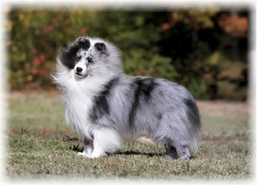 Lochlyn shelties shop