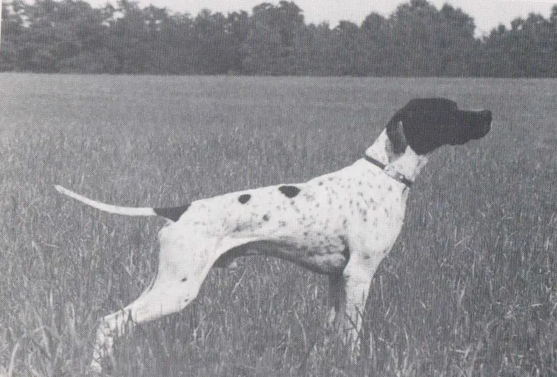 CUSTER DEL VENTO