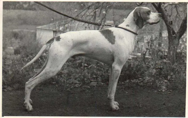 DAMSGAAERDS PEER
