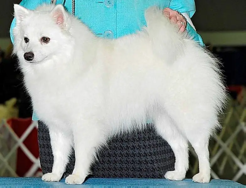 KISKAPOO WYNNEIRA WILL'O'WISP