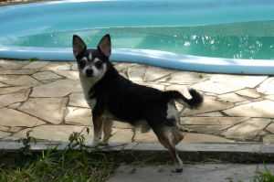 ZORRO H SETTE SORTES