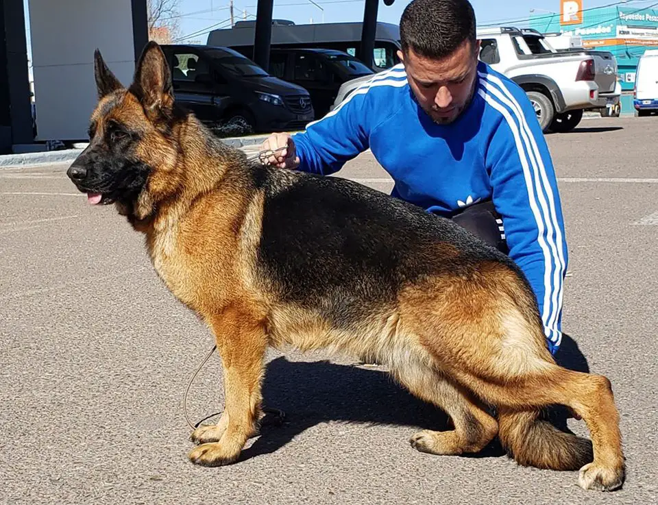 Jamaica Von Der Gitor