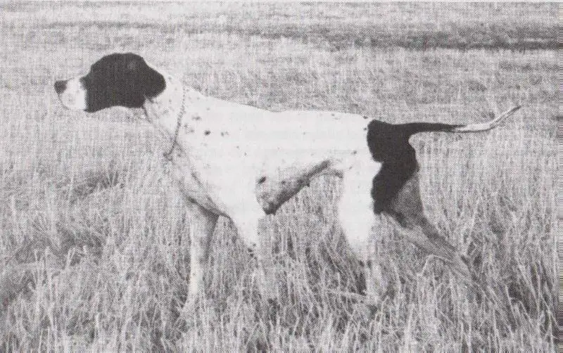 BOGA SHEILA