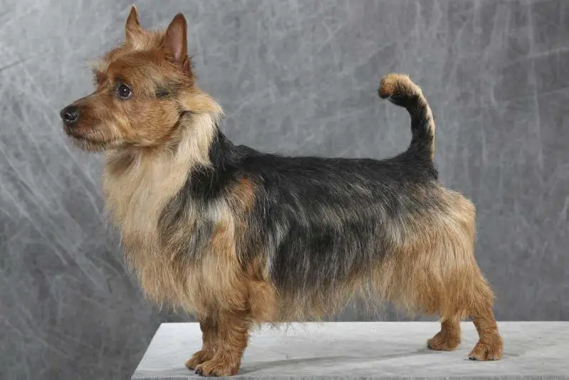HORRIEGLEN BLUE LEGEND