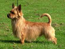 Hoksel Ulysses