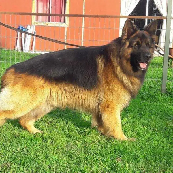 shiraz german shepherds