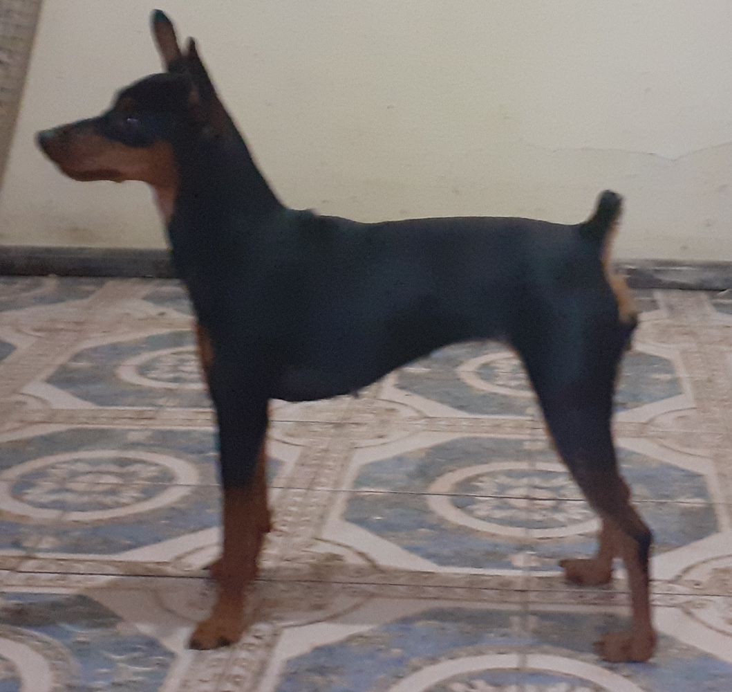 Cibelle PM do Mundurucânia