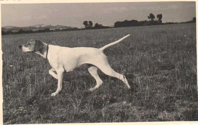 ORA DEL DORO (ORO?)