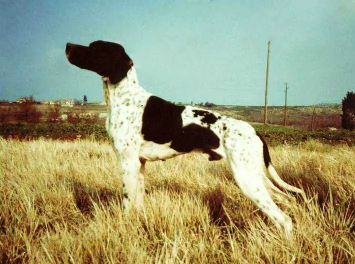 AXEL DEL VENTO