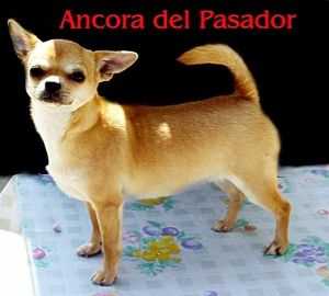 ANCORA DEL PASADOR