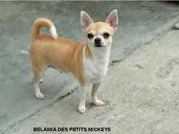 BELAMIE DES PETITS MICKEYS-PC/FV