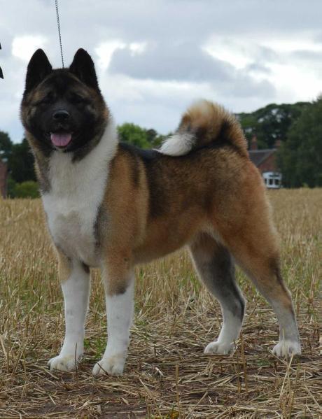 Meiho akitas 2025
