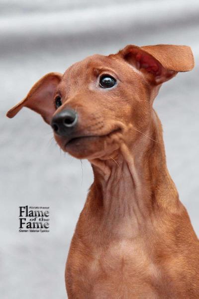 Flame Of The Fame His Brilliance Lord Asterion