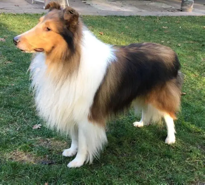 Romany’s Magnificent Marcus