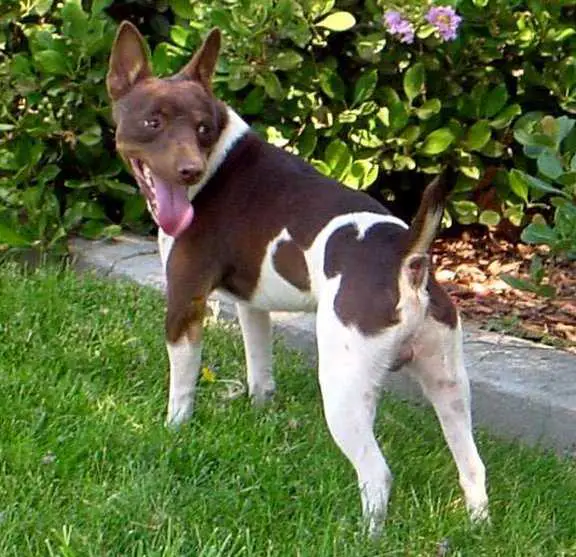 Bogart's T-Bone Brown Bogart