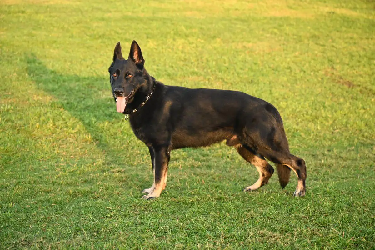 Wuapo De Lupus Saevus