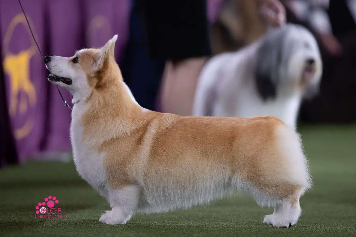 Corgi dog hot sale show 2018