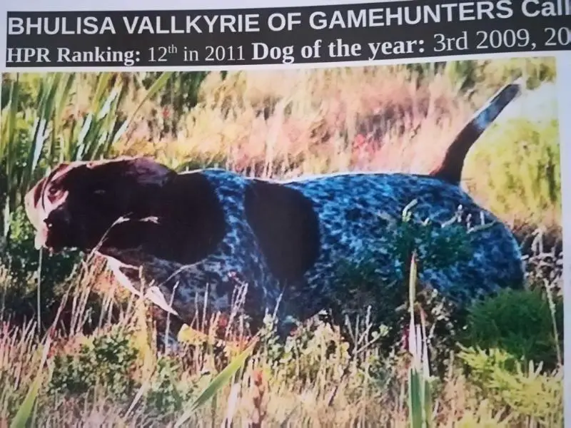 BHULISA VALLKYRIE OF GAMEHUNTERS