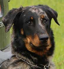 Leeroy Argente de Sainte Petronille