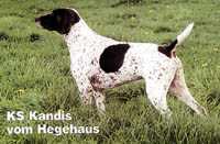 Kandis KS vom Hege-Haus