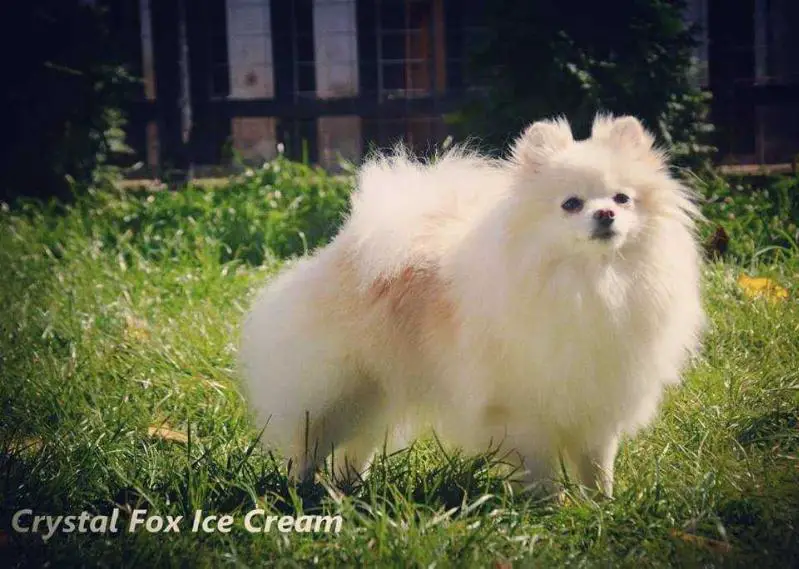 Crystal Fox Ice Cream