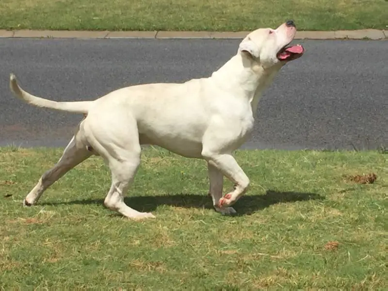 pedigree american bulldog puppies for sale