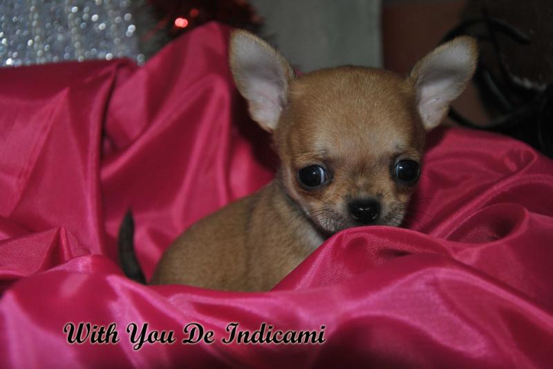 With You De Indicami