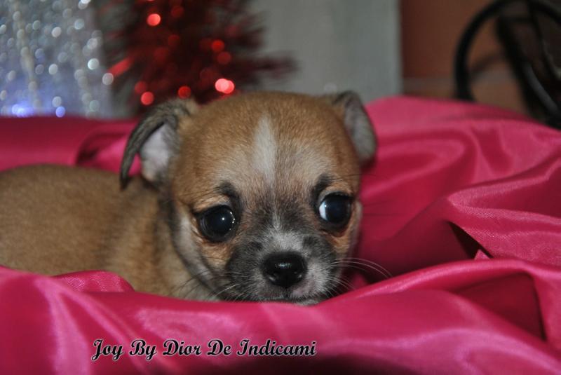 Joy By Dior De Indicami