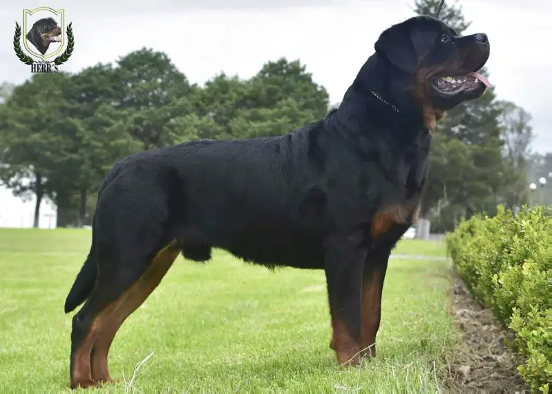 fci rottweiler