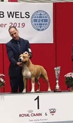 royal canin american staffordshire terrier