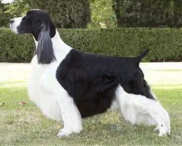 Gentry's Highfalutin