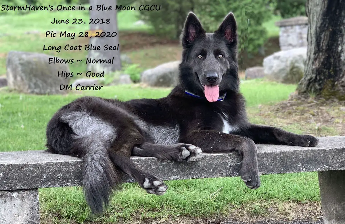 Stormhaven german sales shepherd dogs