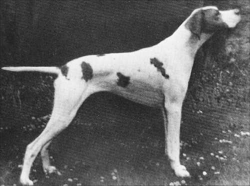 Stonethorpe Hup Du Chasse