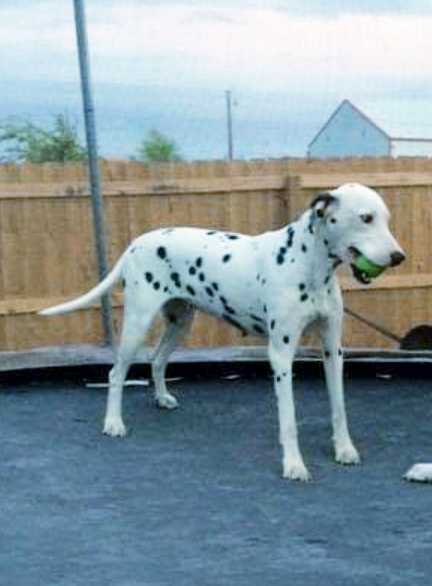 Juntikka's Molly