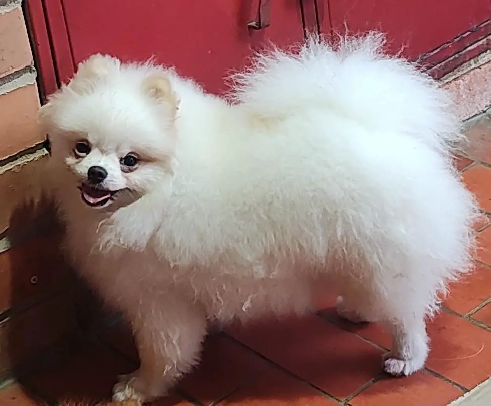 RM'S LUXURY POMS KIARA