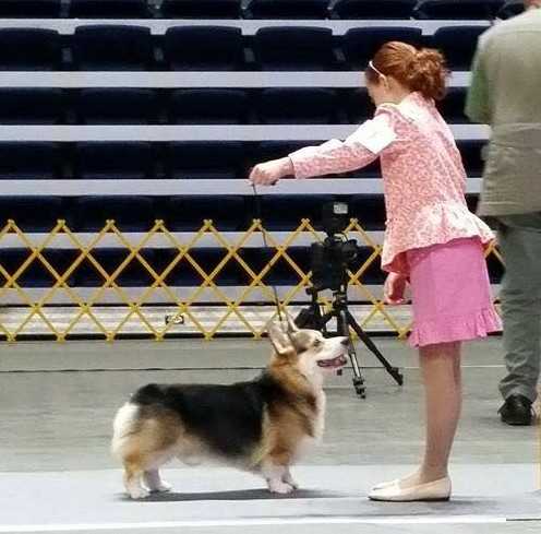 winddancer corgis