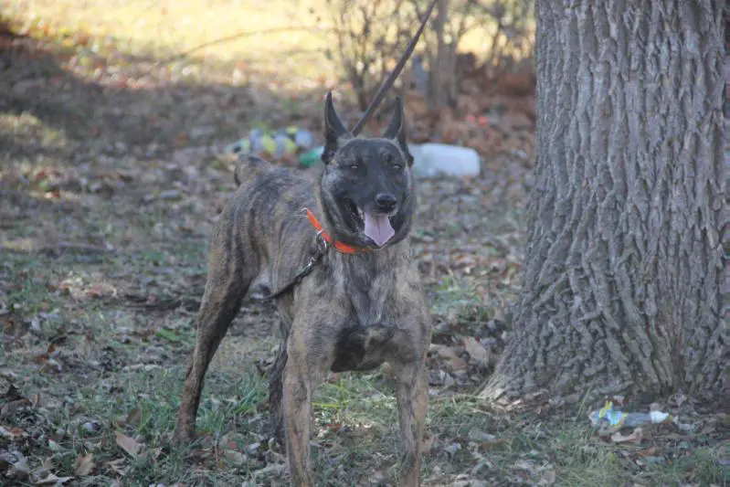 Van Cunning K9's Queenie