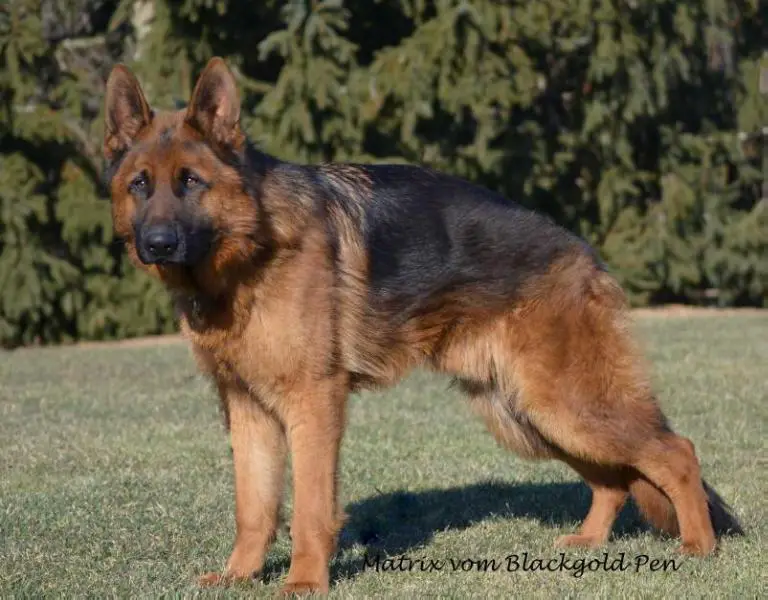 german shepherd pen