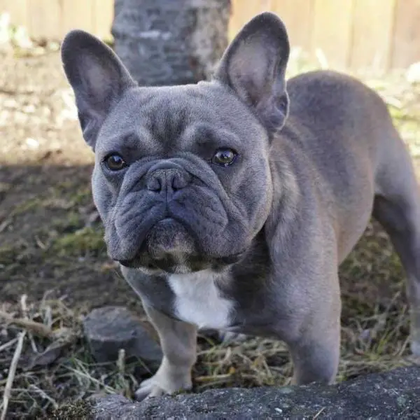 full pedigree french bulldog