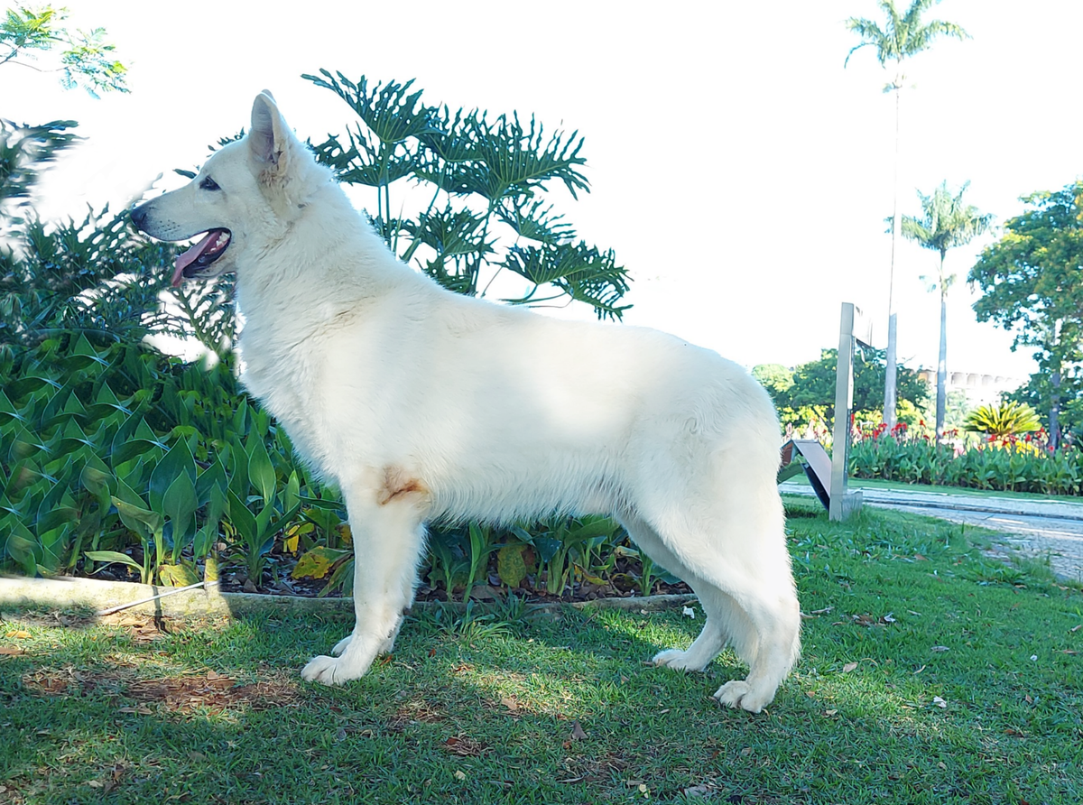 pedigree database white shepherd